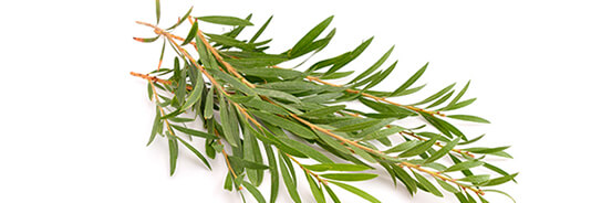 Huile essentielle de Tea Tree